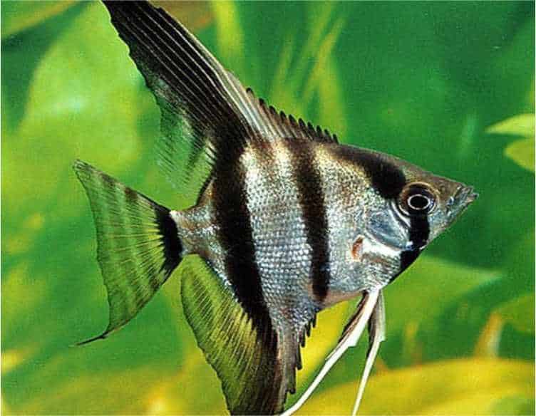 Ikan Hias Angelfish