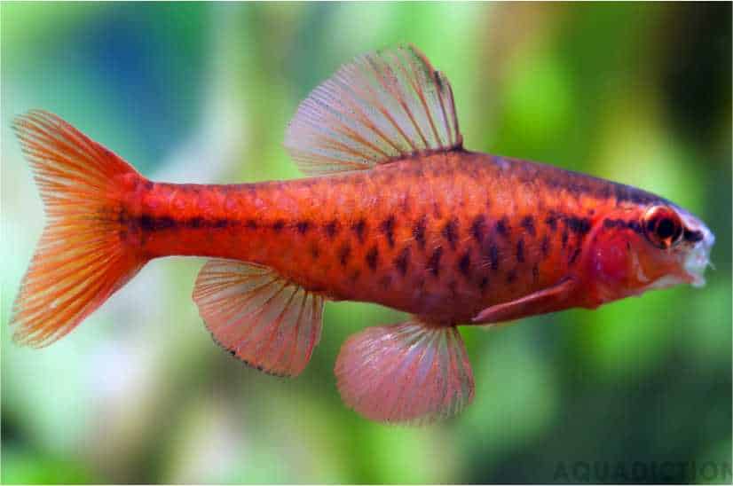 Ikan Hias Cherry barb (Puntius titteya)