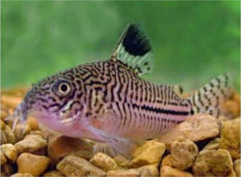 Ikan Hias Corydoras catfish (Corydoras spp.)