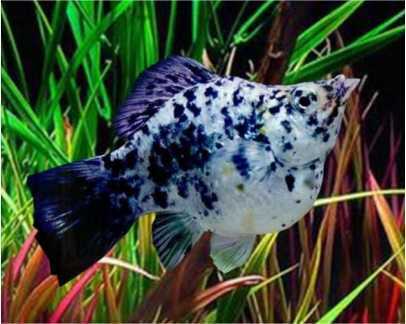 Ikan Hias Black Molly