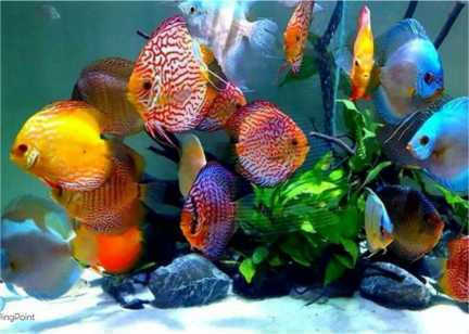 Ikan Hias Discus