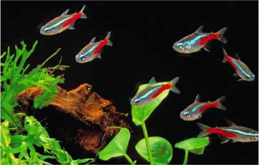 Ikan Hias Neon Tetra