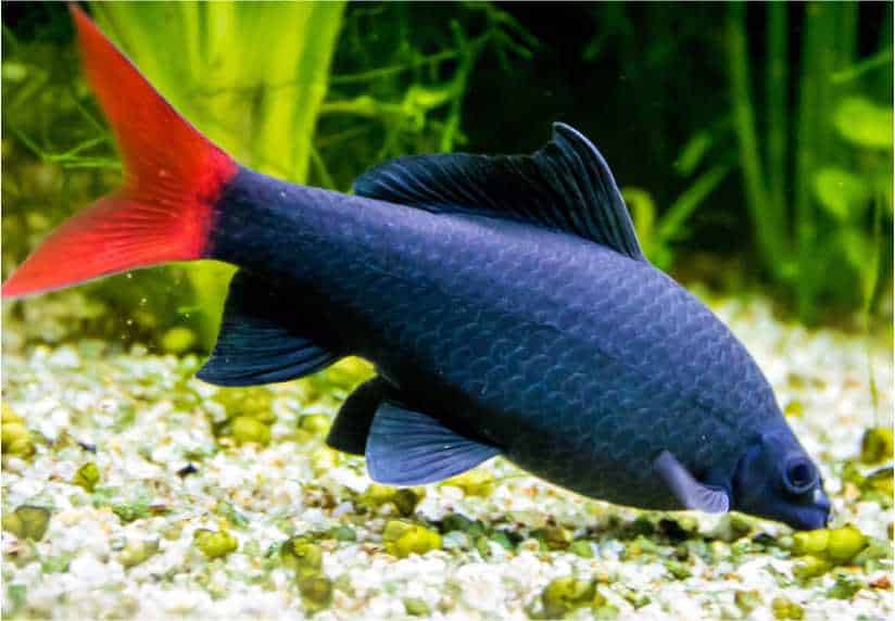 Ikan Hias Red-tailed black shark (Epalzeorhynchos bicolor)