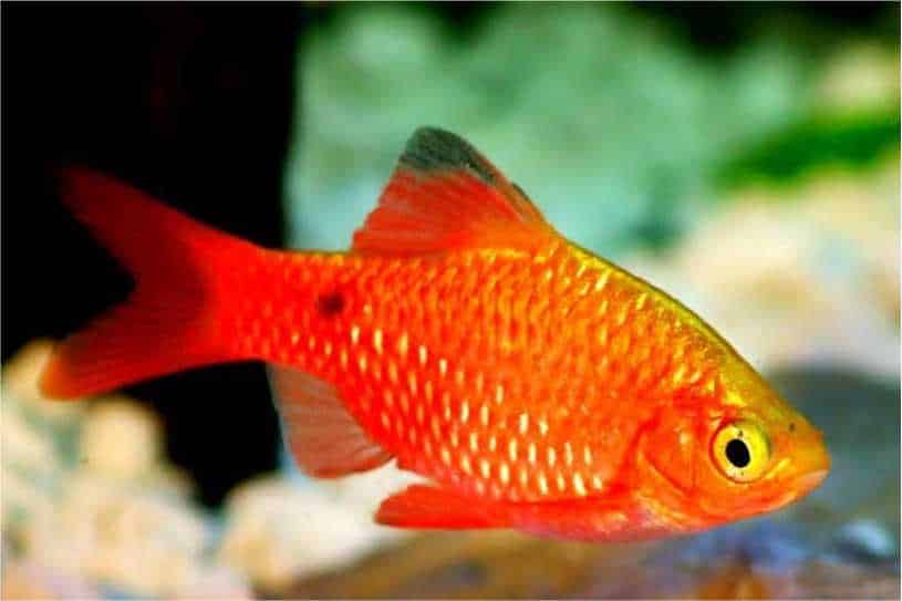 Ikan Hias Rosy barb (Pethia conchonius)