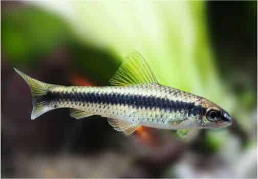 Ikan hias Siamese algae eater (Crossocheilus siamensis)