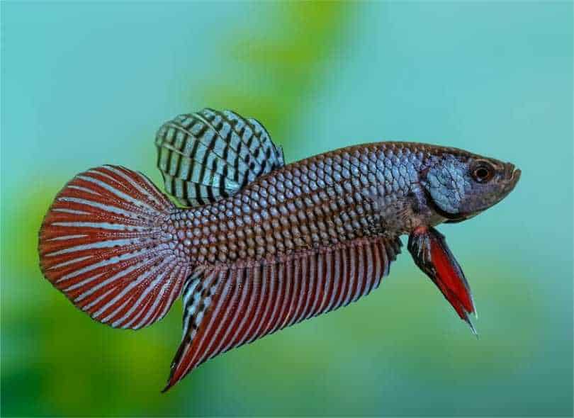 Ikan Hias Siamese fighting fish (Betta splendens)