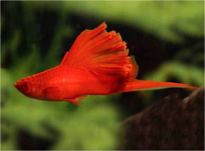 Ikan hias Swordtail (Xiphophorus helleri)