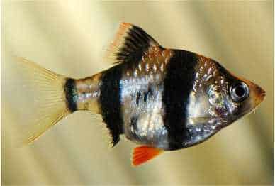 Ikan Hias Tiger barb (Puntigrus tetrazona)