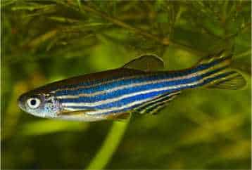 Ikan Hias Zebra danio (Danio rerio)