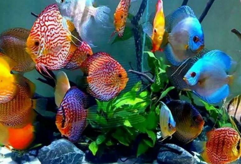 Discus Ikan Hias Tercantik