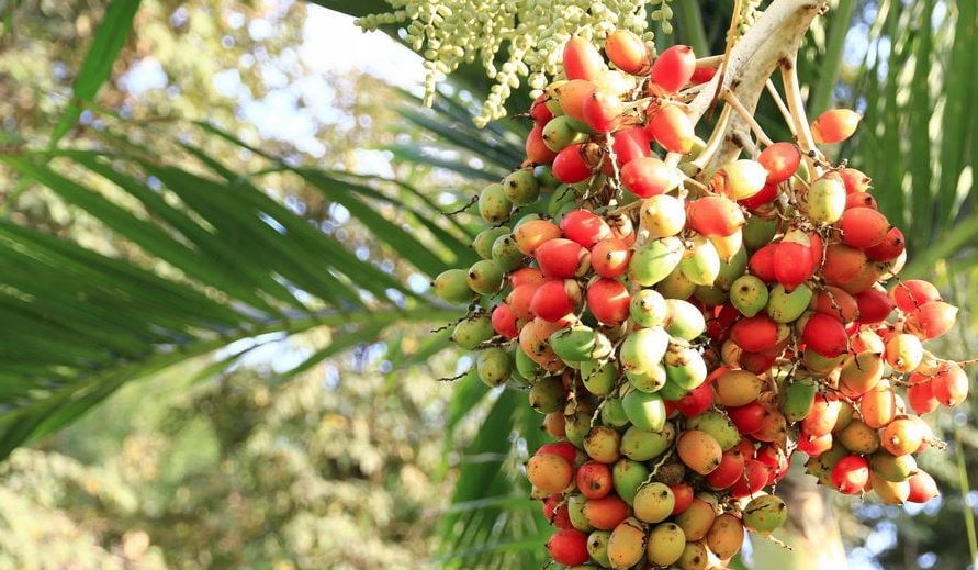 cara mengolah buah pinang muda untuk pria