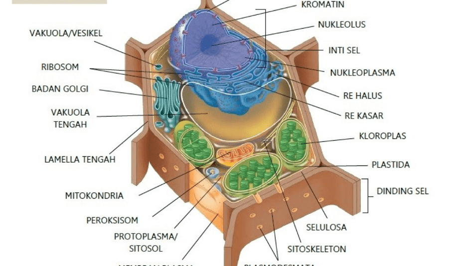 Bagaimana Menggambar Sel Tumbuhan