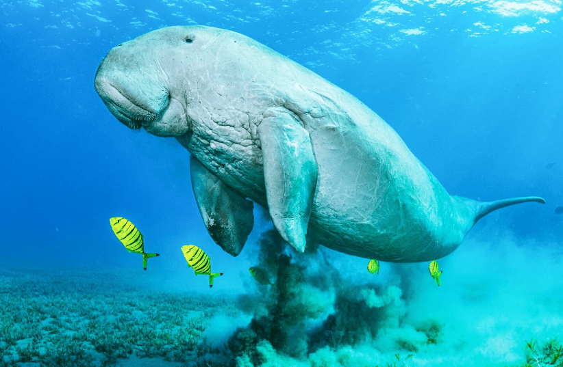 Dugong Berkembang Biak dengan Cara 1