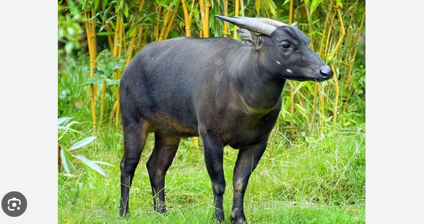 anoa berkembang biak dengan cara