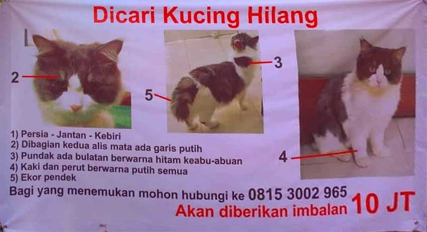 banner kucing hilang