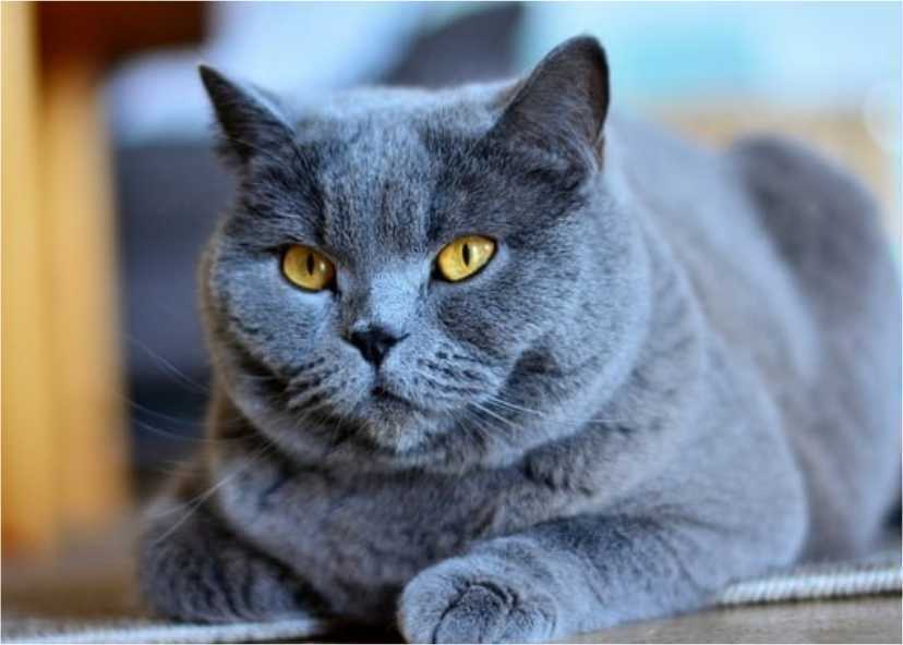 Kucing Persia Abu-Abu