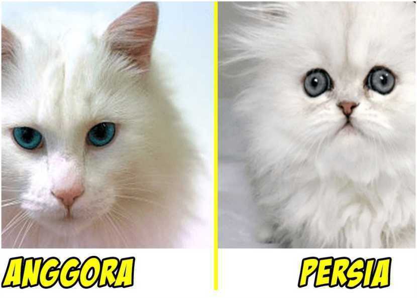 Perbedaan Kucing Anggora dan Persia