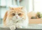 kucing persia flatnose