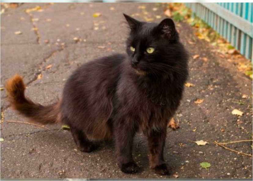 kucing persia hitam