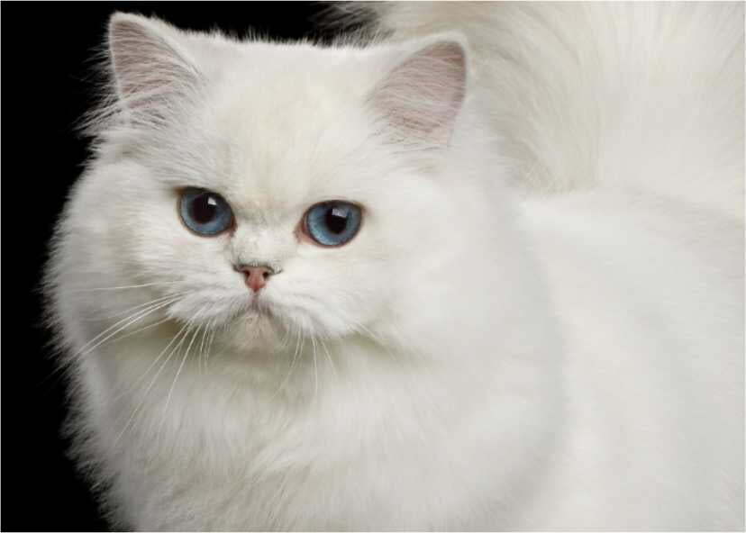 kucing persia putih