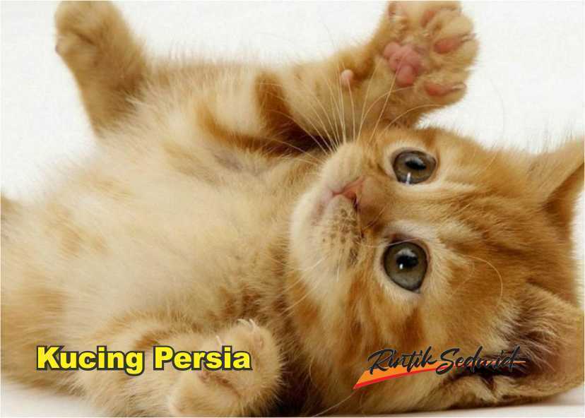 kucing persia
