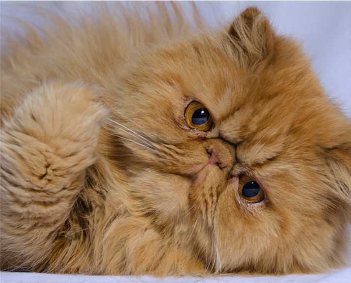 Cara Merawat Kucing Persia Peaknose dengan memberi waktu santai