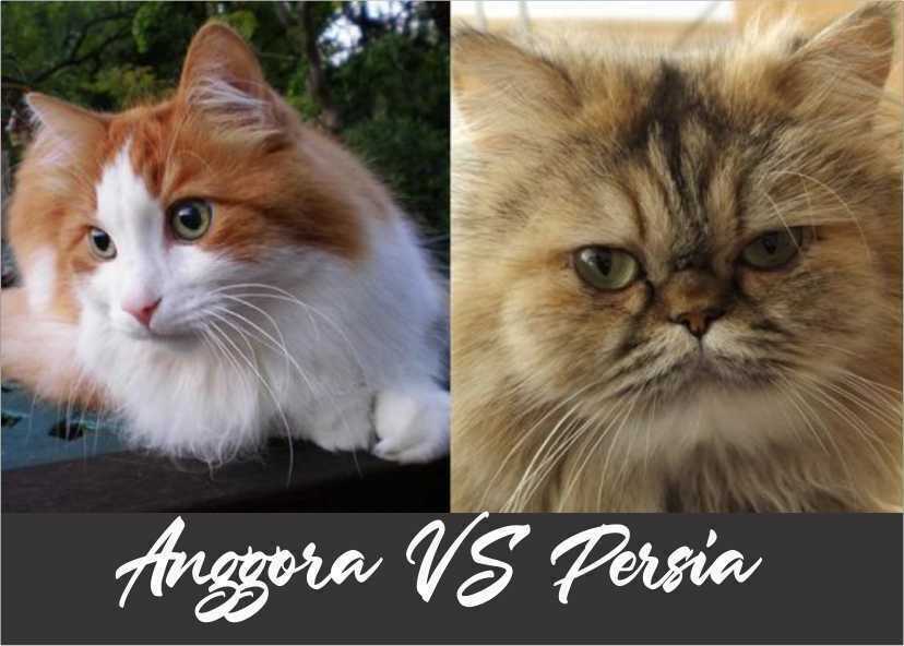 perbedaan kucing persia dan anggora
