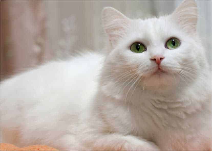 Kucing Anggora Putih