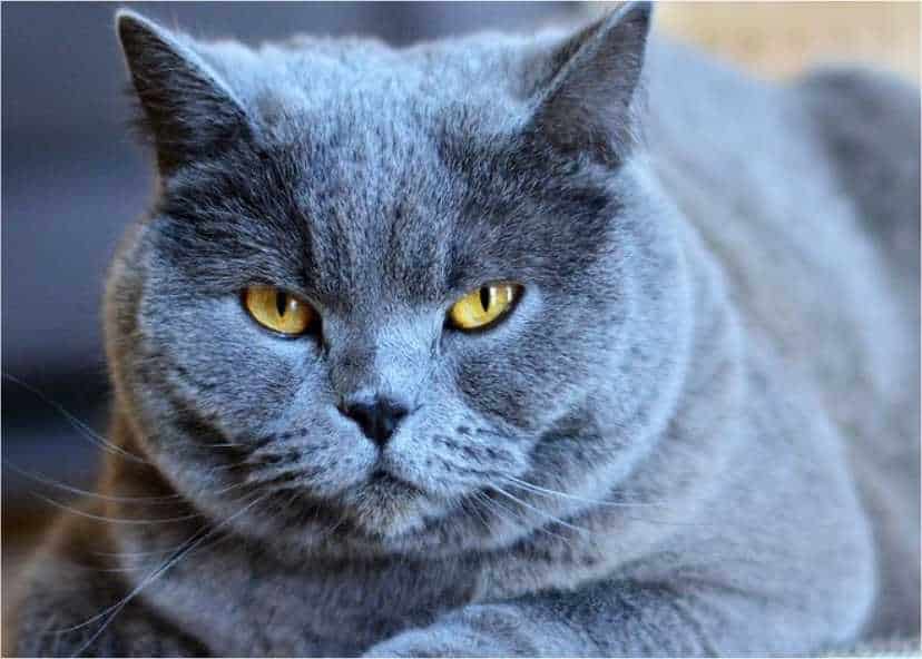 Kucing Anggora Biru