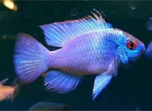 Ikan Hias Electric blue ram (Mikrogeophagus ramirezi)