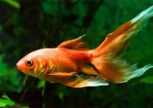 Ikan Hias Goldfish (Carassius auratus)