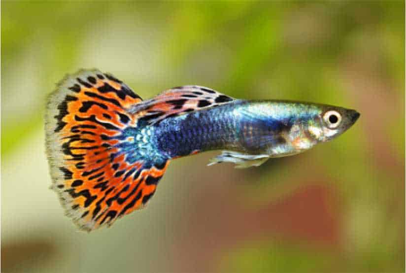 Guppy Poecilia reticulata