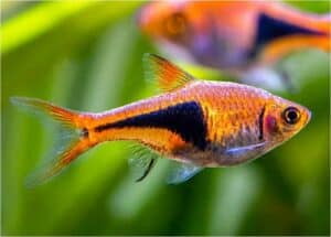 Ikan Hias Harlequin rasbora (Trigonostigma heteromorpha)