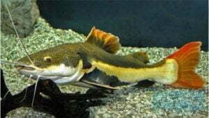 Ikan Red Tail Catfish