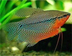 Ikan Hias Pearl gourami (Trichogaster leeri)