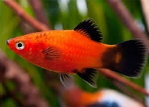 ikan hias Platy (Xiphophorus maculatus)