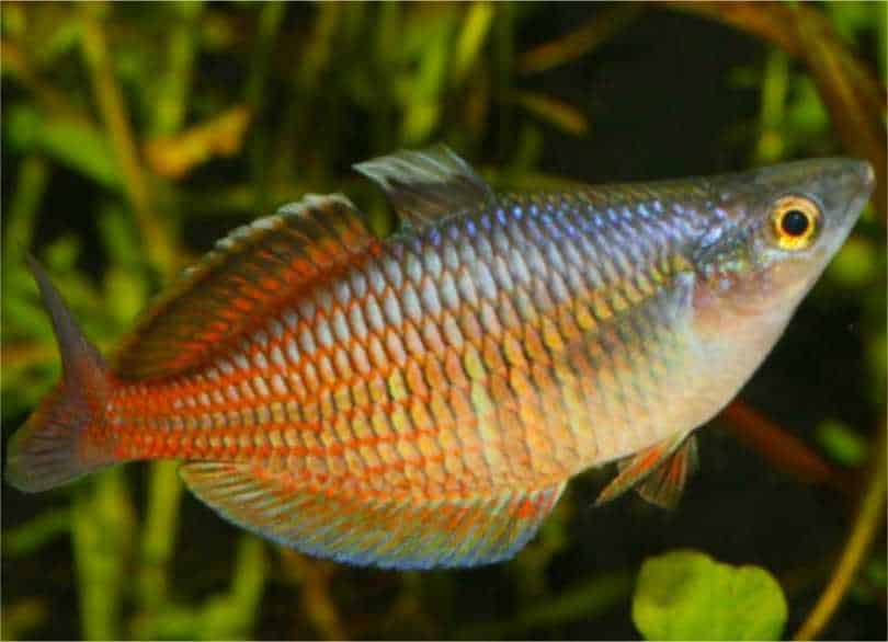 Rainbow fish (Melanotaenia spp.)