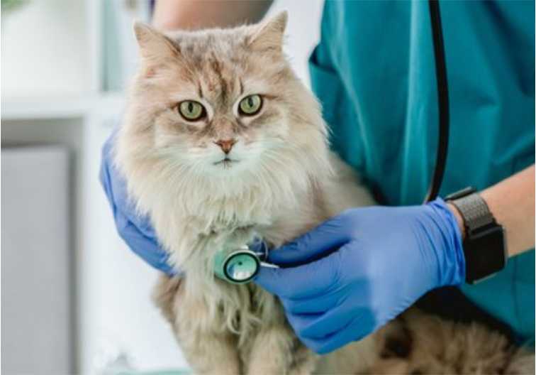 perawatan Kucing Anggora Kecil
