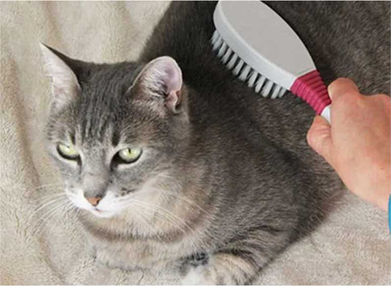 Perawatan bulu Kucing Anggora Kecil