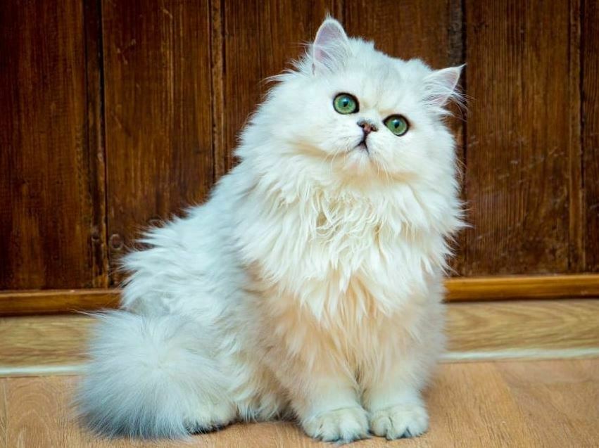 Apa itu Kucing Bulu Panjang Britania