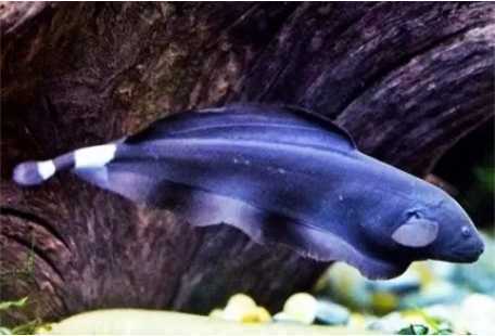 ikan hias aquarium tercantik