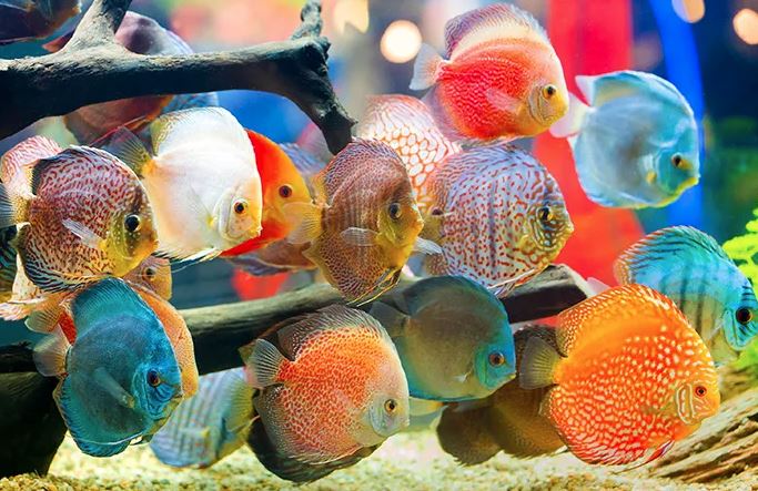 Ikan Hias Kecil Warna Warni: Jenis-Jenis dan Cara Merawatnya
