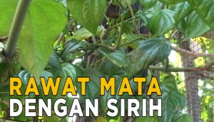 cara mengobati mata buram dengan daun sirih