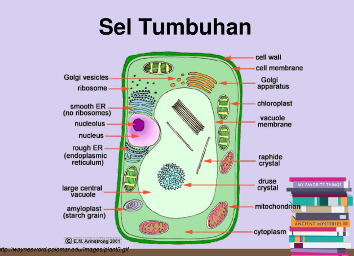 Bagaimana Menggambar Sel Tumbuhan