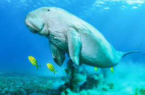 Dugong Berkembang Biak dengan Cara 1