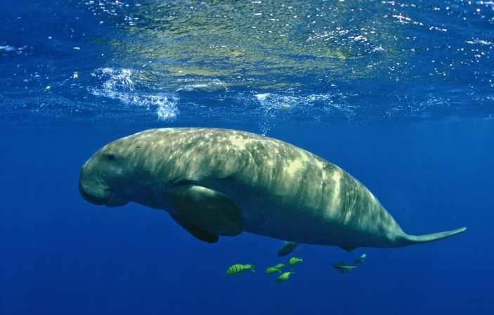 Dugong Berkembang Biak dengan Cara