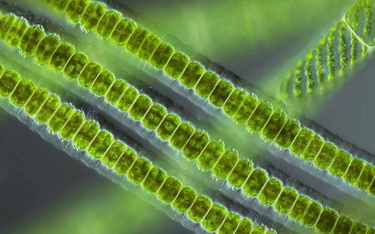 Spirogyra Berkembang Biak