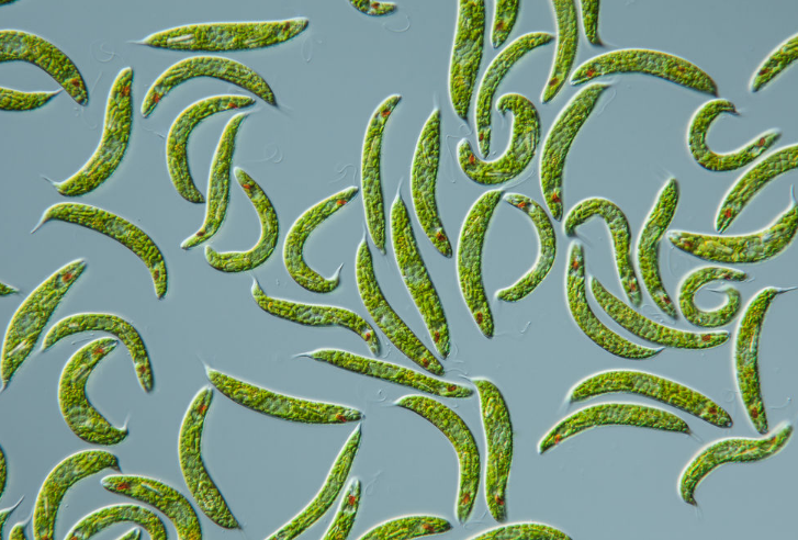 Spirogyra Berkembang Biak