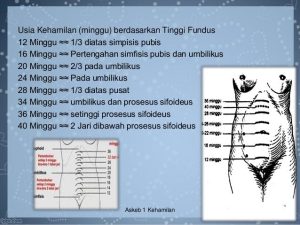 Tinggi Fundus Uteri