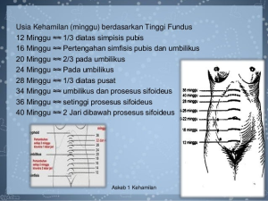 Tinggi Fundus Uteri